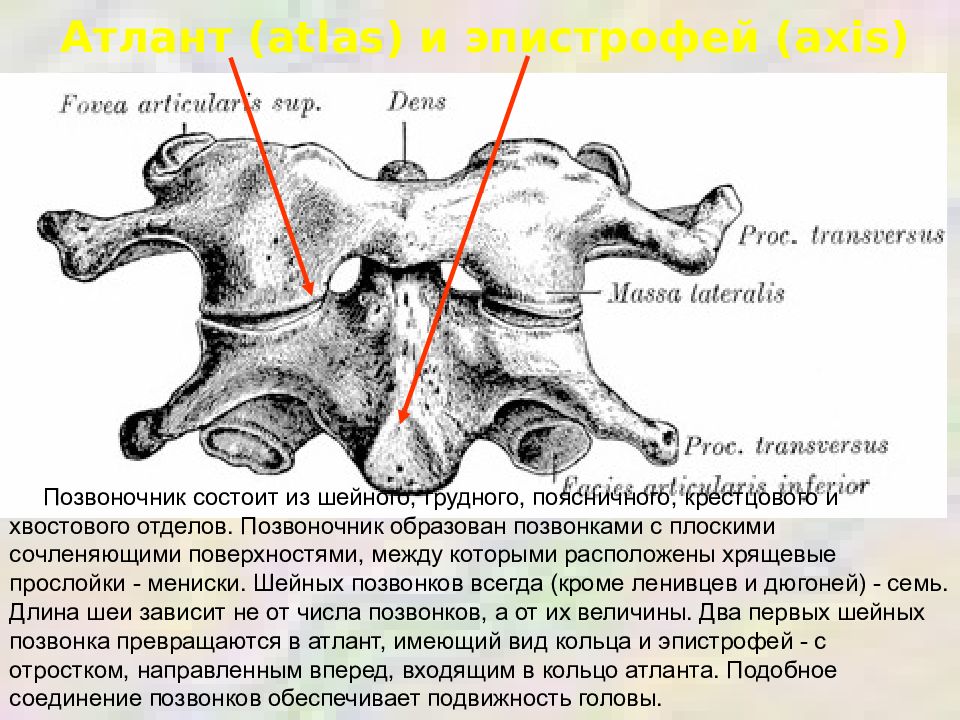 Характеристика атланта. Строение позвонка Атлант и эпистрофей. Аксис это эпистрофей. Шейные позвонки Атлант и эпистрофей. Атлант Аксис эпистрофей.