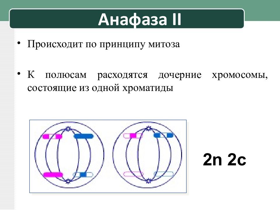 Расхождение сестринских хроматид к полюсам клетки мейоз