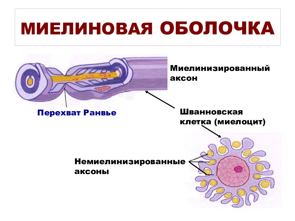 Миелиновая оболочка функции. Шванновская клетка и миелиновая оболочка. Миелиновая оболочка аксона. Миелиновая оболочка строение и функции. Строение миелиновых мембран.