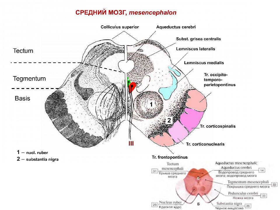 Строение среднего мозга в головном мозге. Строение среднего мозга анатомия. Средний мозг анатомия поперечный разрез. Поперечный срез среднего мозга рисунок. Средний мозг строение ядра.