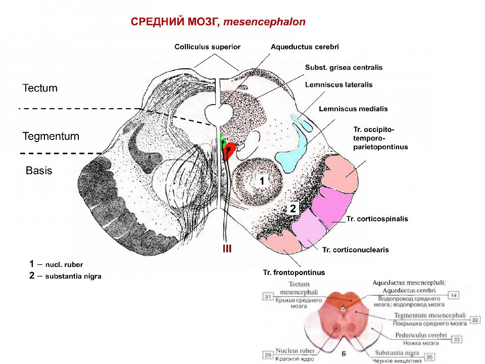 Средний мозг на картинке