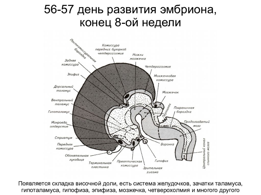 эмбриональный источник развития эпифиза. источник развития эпифиза. эмбриогенез эпифиза. развитие эпифиза. эмбриогенез эпифиза.