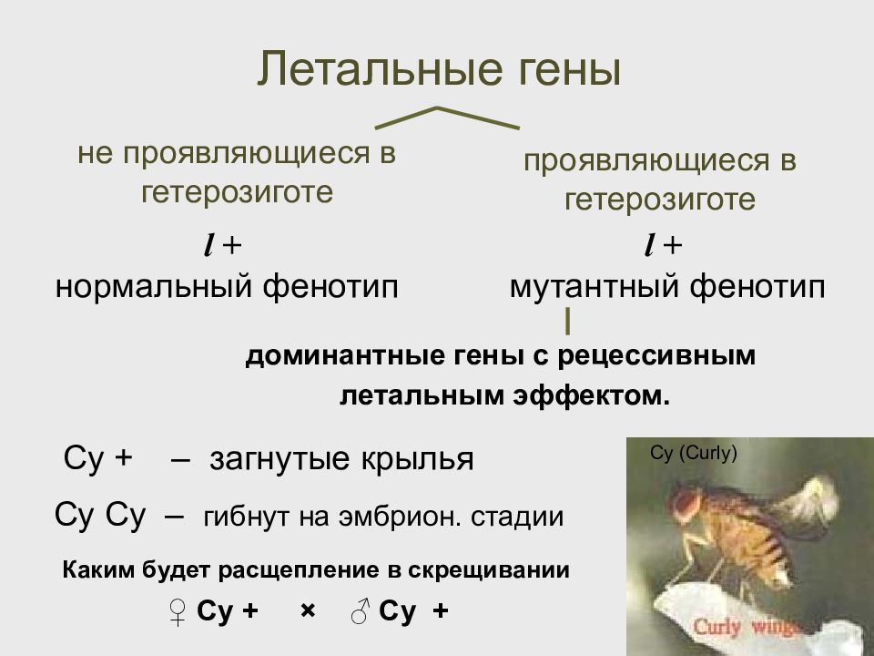 Летальные мутации презентация