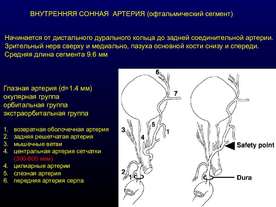 Сегменты внутренних артерий