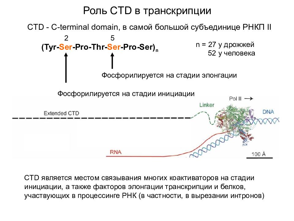 Презентация транскрипция биология