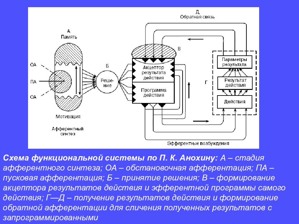 Функциональная система анохина презентация