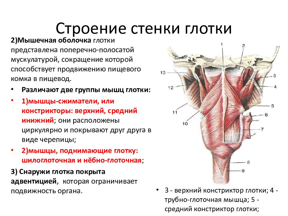 Мышцы глотки. Глотка анатомия строение стенок.