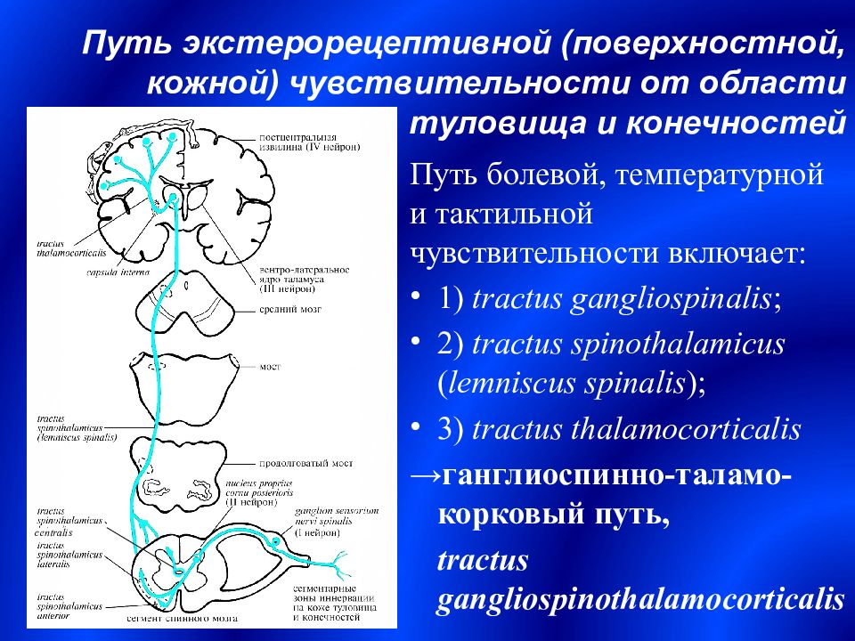 Схема болевой чувствительности