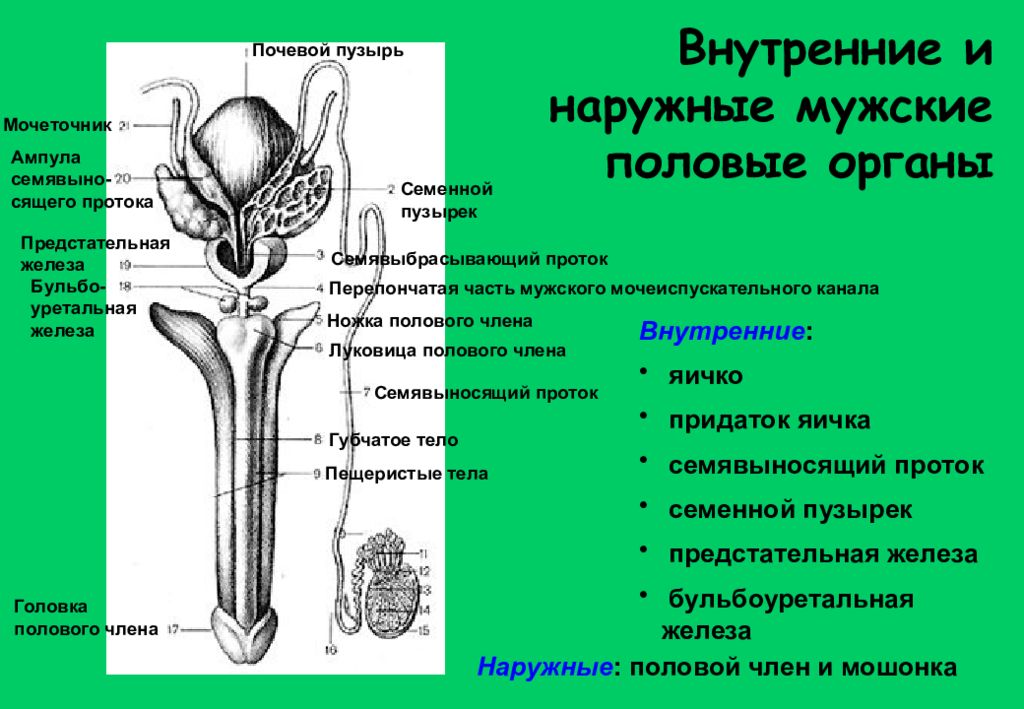 Схема половой системы мужчины