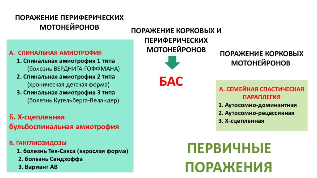 Периферические поражения. Поражение периферических мотонейронов. Симптомы поражения периферического мотонейрона. Симптомы поражения центрального мотонейрона. Поражение центрального и периферического мотонейрона.