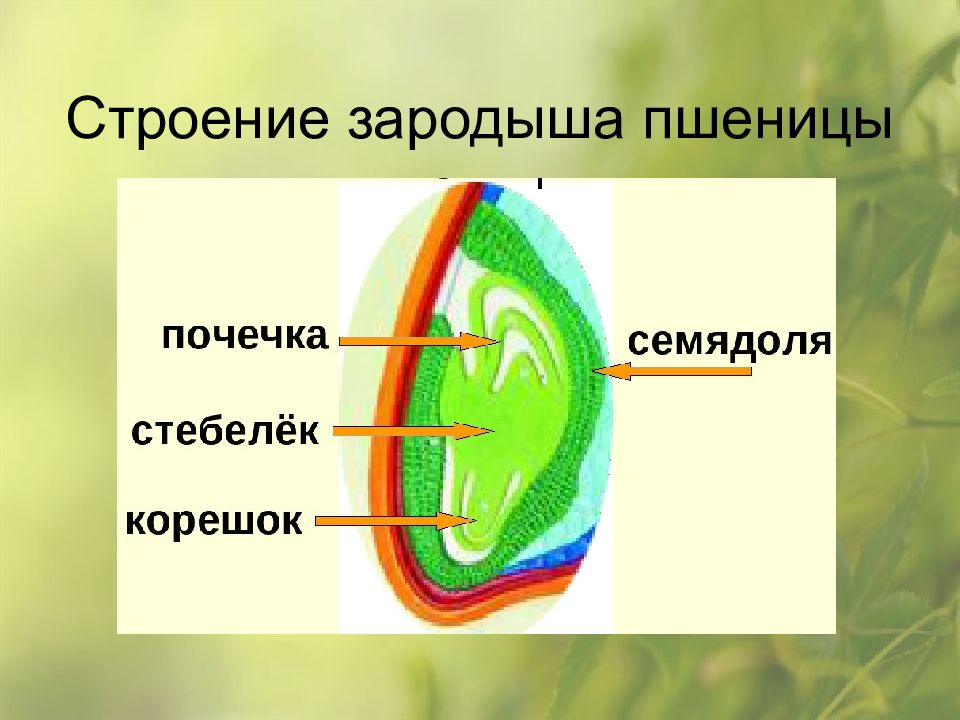 Перечислите части зародыша семени