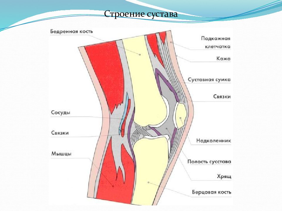 Строение коленного сустава. Строение коленного сустава человека анатомия. Строение коленного сустава человека анатомия связки мышцы. Схема строения коленного сустава. Коленный сустав схема строения сустава.