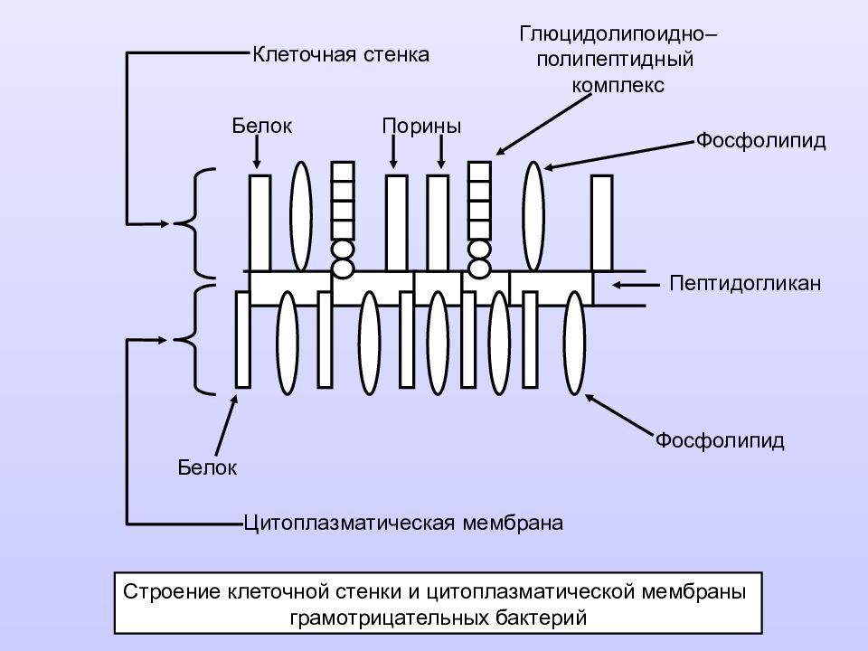 Клеточная стенка и клеточная мембрана. Структура цитоплазматической мембраны и клеточной стенки бактерий. Грамотрицательных микроорганизмов цитоплазматическая мембрана. Цитоплазматическая мембрана грамположительных и грамотрицательных. Цитоплазматическая мембрана бактерий строение стенки.