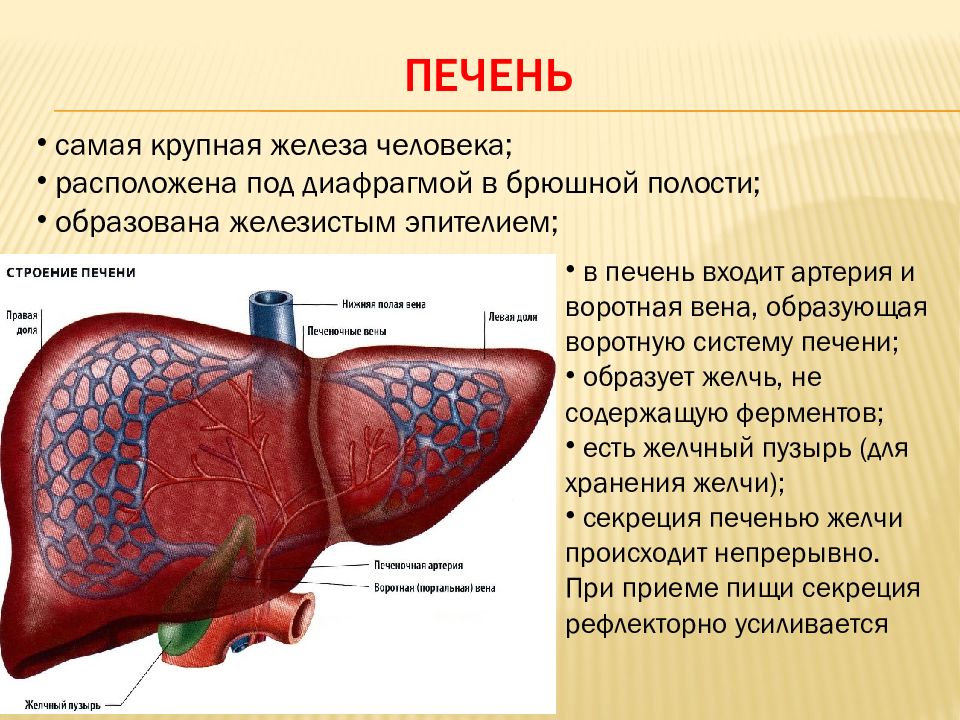 Печень схема человека