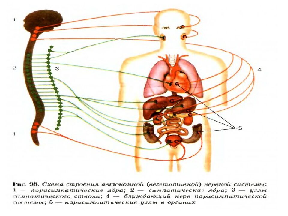 Лекция 5 Физиология нервной системы