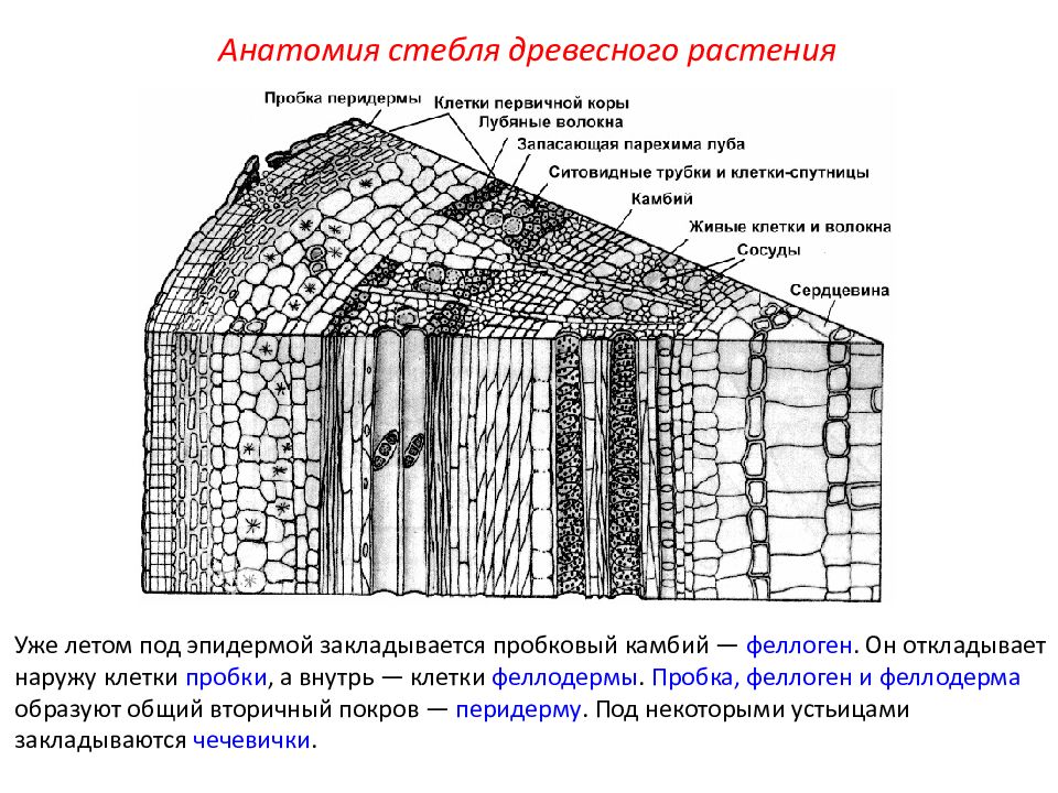 Стебель древесного растения