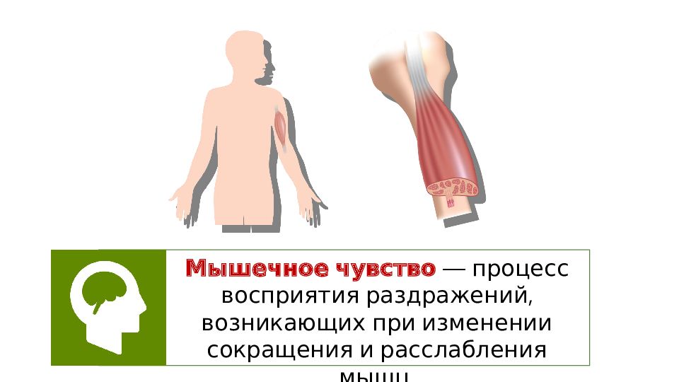 Что такое мышечное чувство почему. Мышечное чувство. Кожно мышечный мешок. Кожно-мышечная чувство таблица. Мышечное чувство картинки.