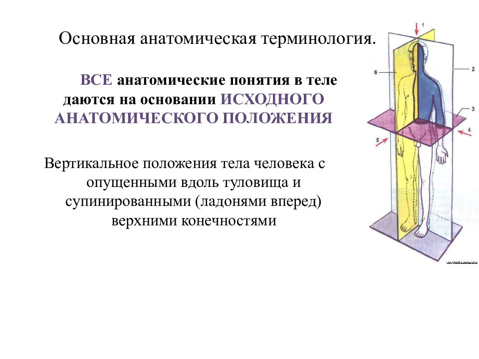 Анатомические термины. Общая анатомическая терминология. Основные анатомические термины. Основные понятия в анатомии. Основная анатомическая терминология.