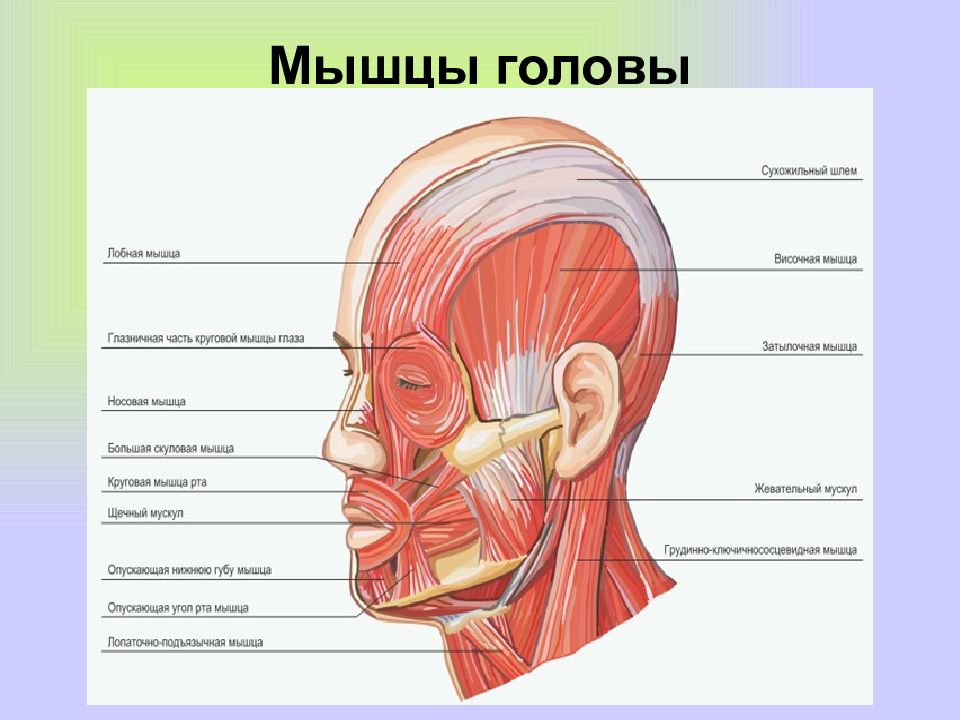 Мышцы черепа человека схема с названиями