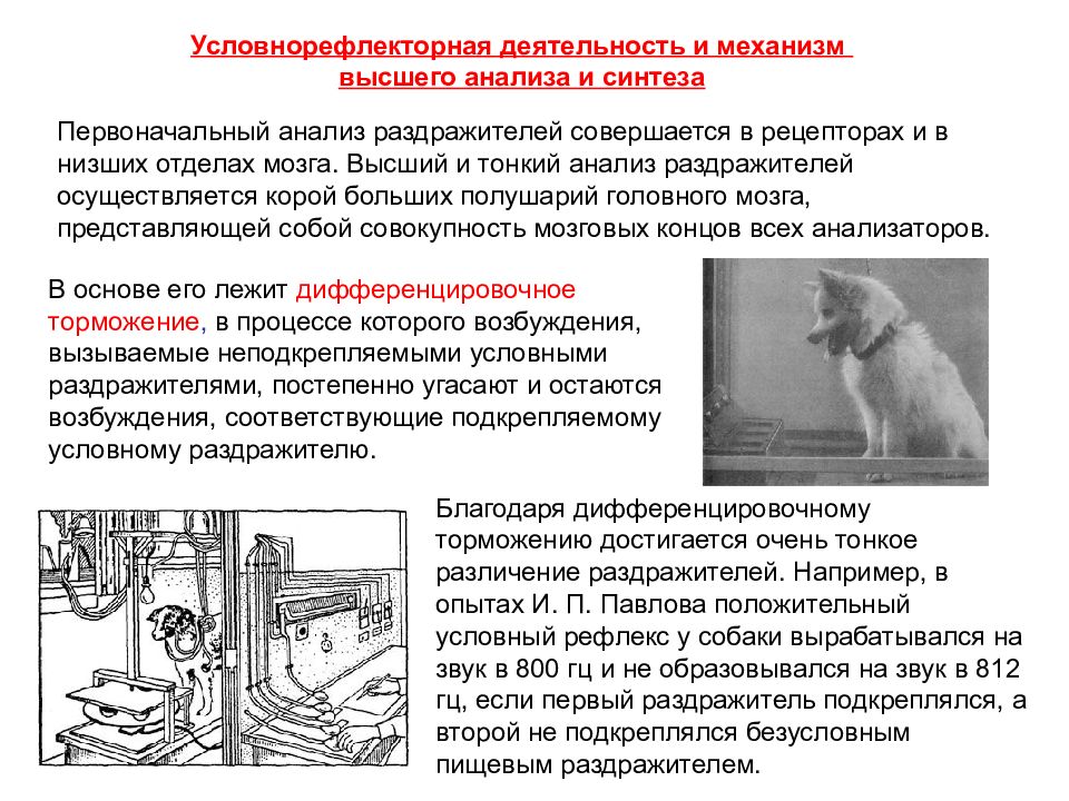 Первоначальный анализ. Механизмы условнорефлекторной деятельности. Анализ и Синтез раздражителя осуществляется в рецепторах. Аналитическая деятельность мозга. Анализ звуковых раздражителей происходит.