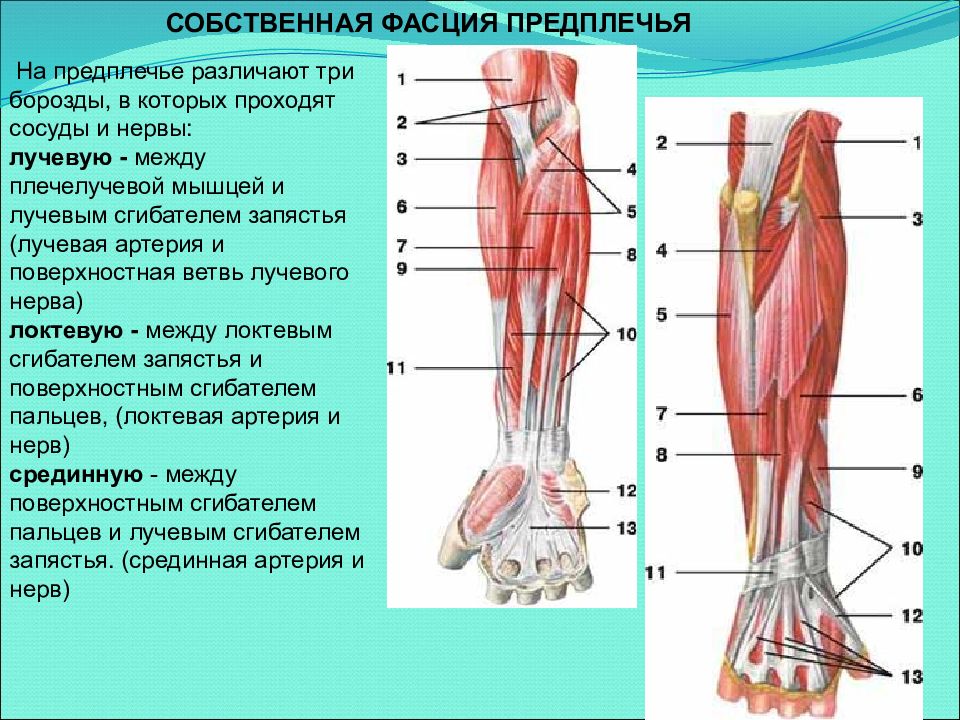 Область предплечья. Лучевая срединная и локтевая борозда. Переднее фасциальное ложе предплечья мышцы. Фасциально мышечные футляры предплечья. Топография предплечья анатомия борозды.