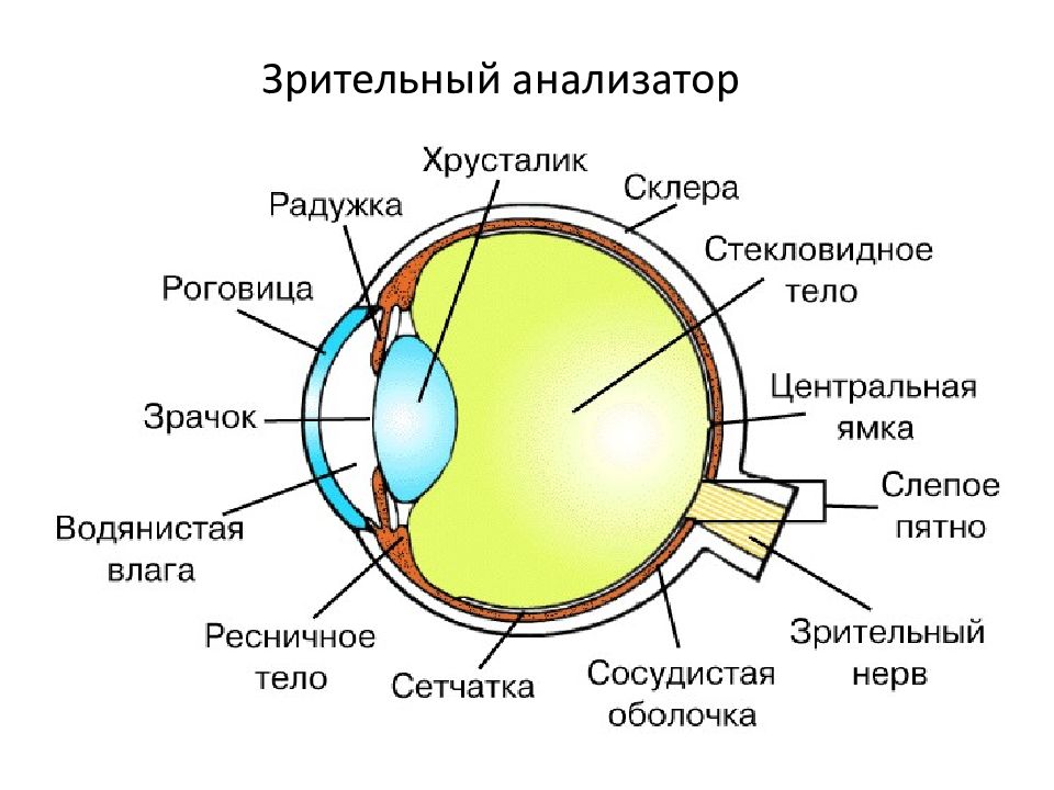 Зрительный анализатор картинка с подписями