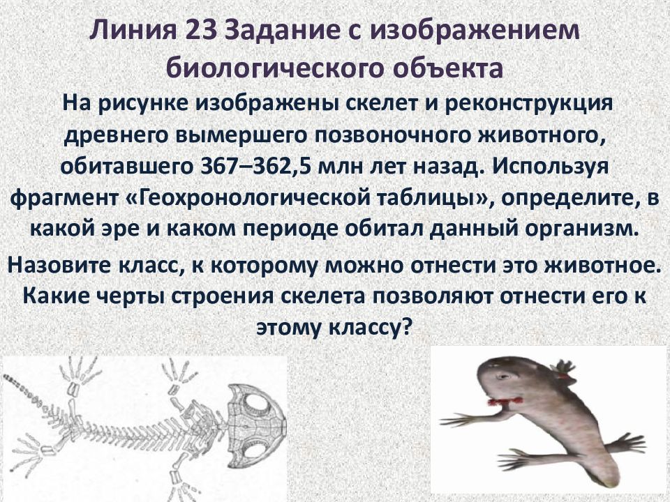 На Фотографии Изображено Беспозвоночное Животное