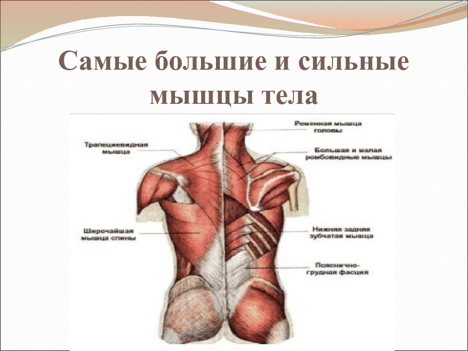 Самая мышца. Самые стильные мышцы в организме человека. Самая сильная мышца человеческого тела. Самая сильная мышца в организме человека. Самые большие мышцы в теле человека.