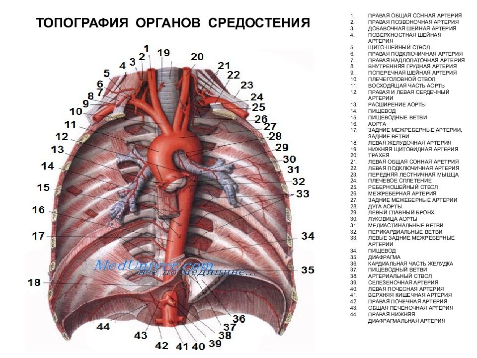 Топографическая анатомия органов. Сосуды средостения топографическая анатомия. Границы средостения топографическая анатомия. Анатомия сосудов верхнего средостения. Топография средостения топографическая анатомия.