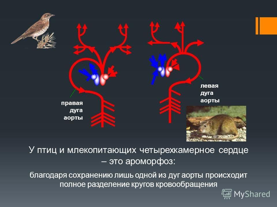 Примеры ароморфоза у птиц. Ароморфозы млекопитающих. Сердце птиц и млекопитающих. Ароморфозы птиц. Ароморфозы позвоночных животных.