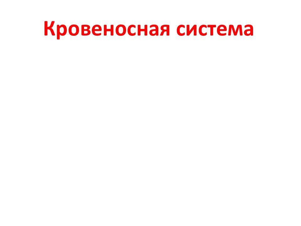 Кровеносная система