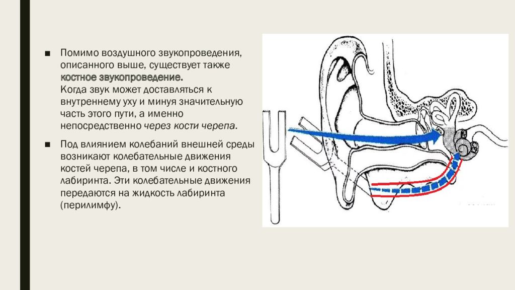Звук проведения. Механизмы звукопроведения (костное, воздушное). Путь звукопроведения анатомия. Механизм звукопроведения. Опишите механизмы звукопроведения и звуковосприятия..