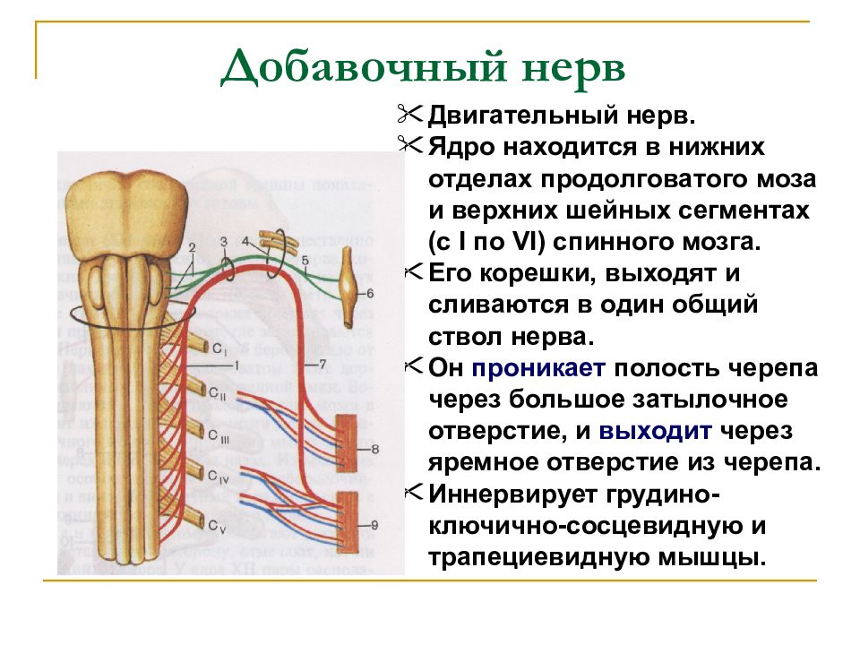 Добавочный нерв схема пути