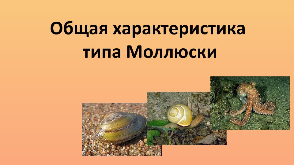 Общая характеристика типа Моллюски