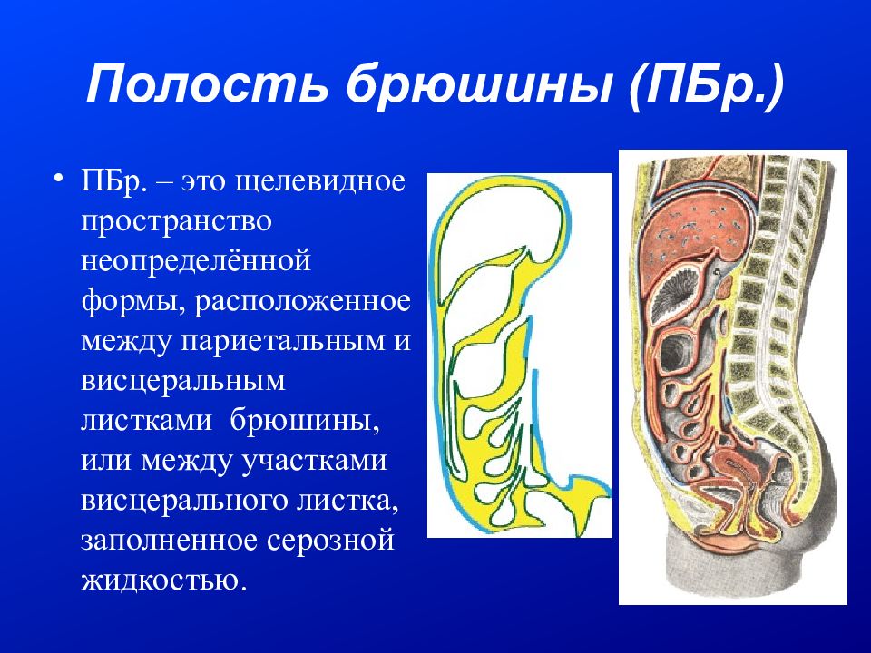 Брюшина это. Париетальная и висцеральная брюшина. Листки брюшины. Париетальный листок брюшины.