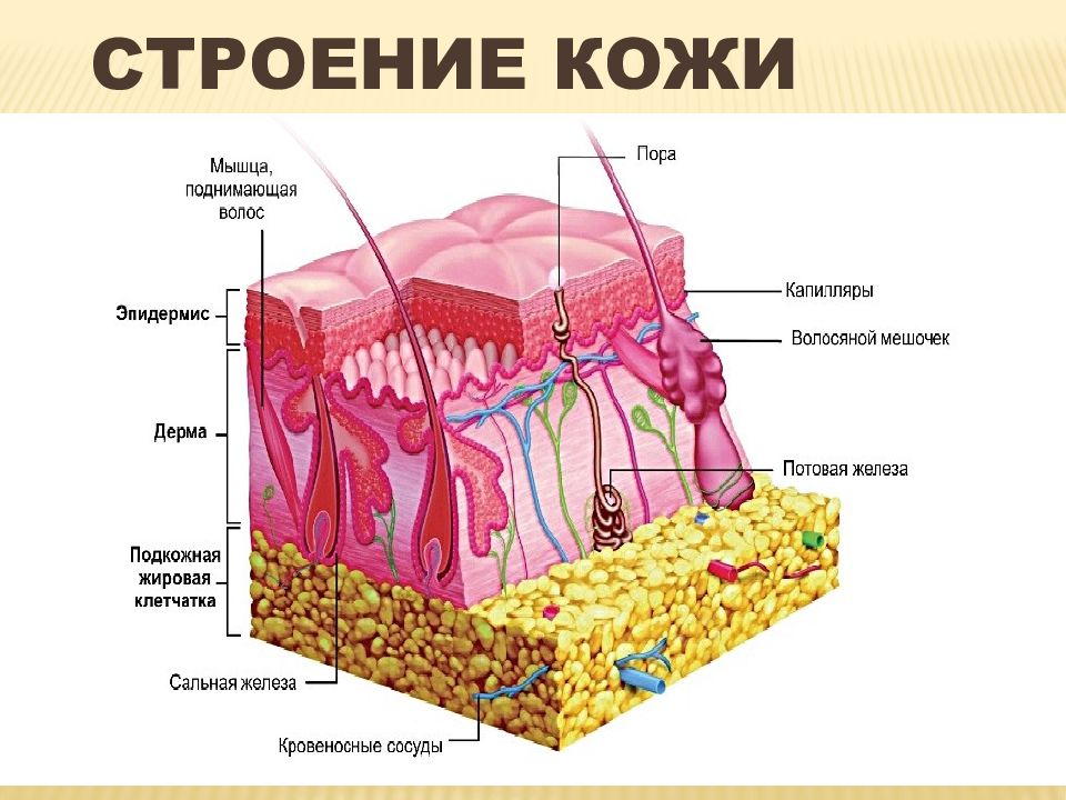 Структура кожи. Строение кожи. Строение кожи анатомия. Структура кожи анатомия.