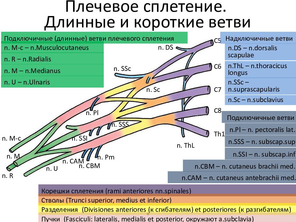 Плечевое сплетение презентация