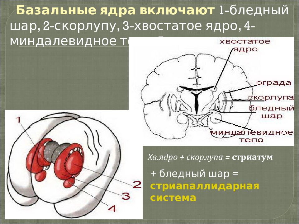 Базальные ядра рисунок