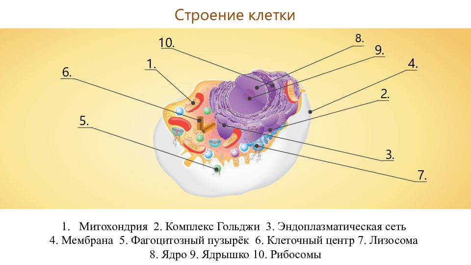 Строение клетки 9. Строение клетки 8 класс биология. Схема строения клетки человека 8. Строение животной клетки 10 класс биология. Строение клетки человека 8 класс биология рисунок.