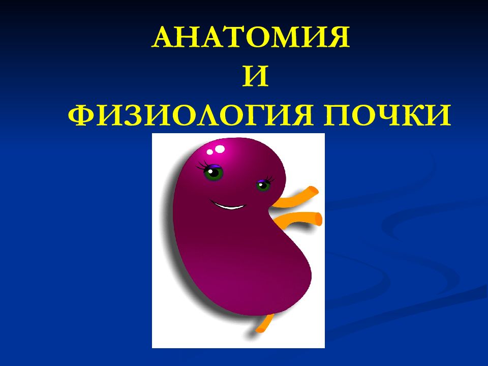 АНАТОМИЯ И ФИЗИОЛОГИЯ ПОЧКИ