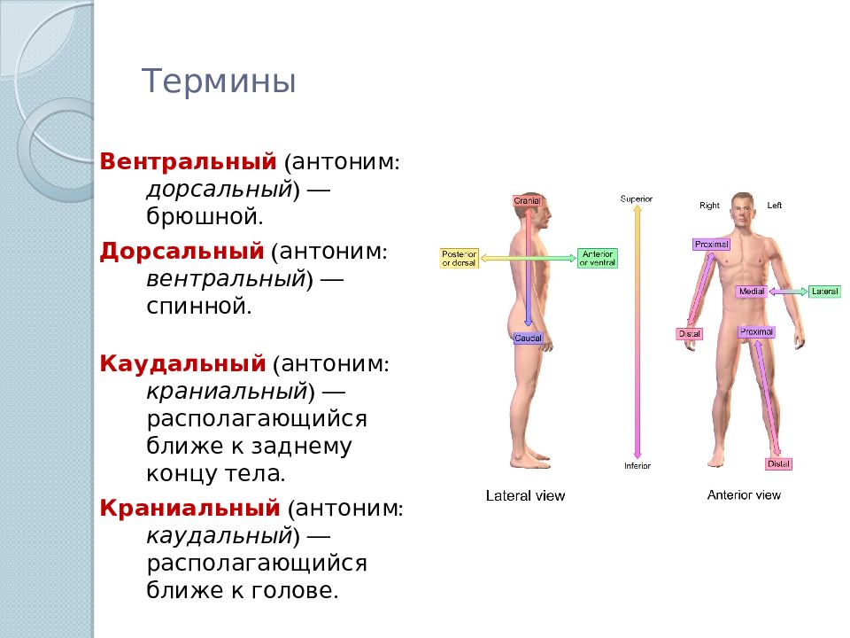 Конца тел 3. Термины анатомии человека. Понятие об анатомии человека. Анатомическая терминология человека. Анатомические термины в картинках.