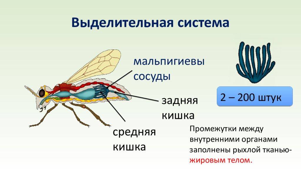 Какой класс имеет мальпигиевы сосуды. Класс насекомые выделительная система. Мальпигиевы сосуды пчелы. Выделительная система мальпигиевы сосуды. Органы выделения насекомых и паукообразных.