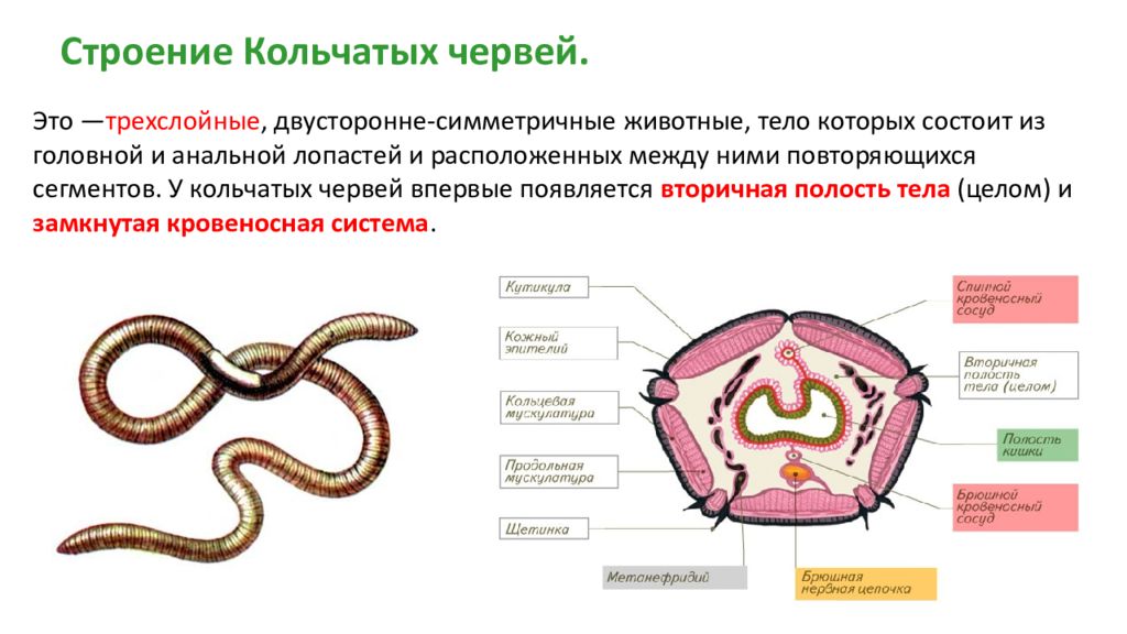 Особенности жизнедеятельности червя. Строение типа кольчатых червей. Кольчатые черви общее строение. Строение кольчатых червей ЕГЭ. Кольчатые черви тело сегментировано.