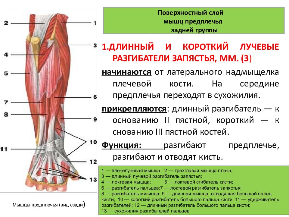 Мышцы сгибатели кисти. Длинный разгибатель пальцев стопы мышца. Длинный лучевой разгибатель предплечья. Длинный лучевой разгибатель запястья. Длинный лучевой разгибатель запястья анатомия.