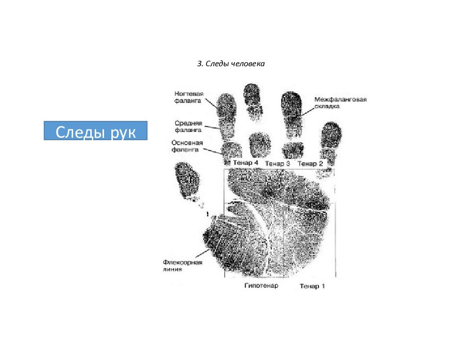 Описание следов рук. Следы рук человека. След руки человека для презентации. Криминалистическая трасология. Дактилоскопия.