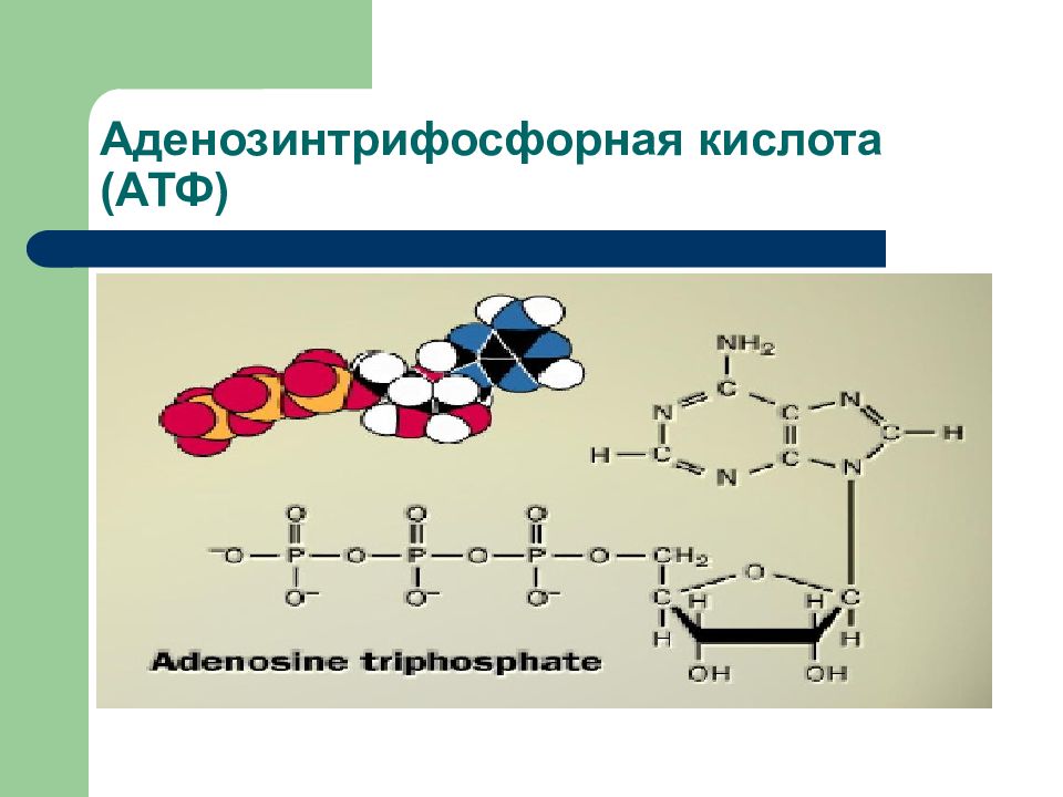 Аденозинтрифосфорная кислота формула. АТФ аденозинтрифосфорная кислота. Аденозинтрифосфорная кислота строение и функции. Биологическое окисление АТФ.