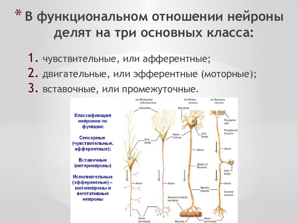 Какую функцию выполняют вставочные нейроны. Аферентные выставочные эферентные Нейроны. Афферентные и эфферентные нервные волокна. Вставочные Нейроны классификация. Афферентные эфферентные и вставочные Нейроны.