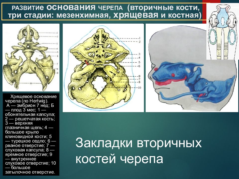 Развитие черепа в онтогенезе. Хрящевая стадия развития черепа. Хрящевое основание черепа. Формирование хрящевого основания черепа. Онтогенез черепа.