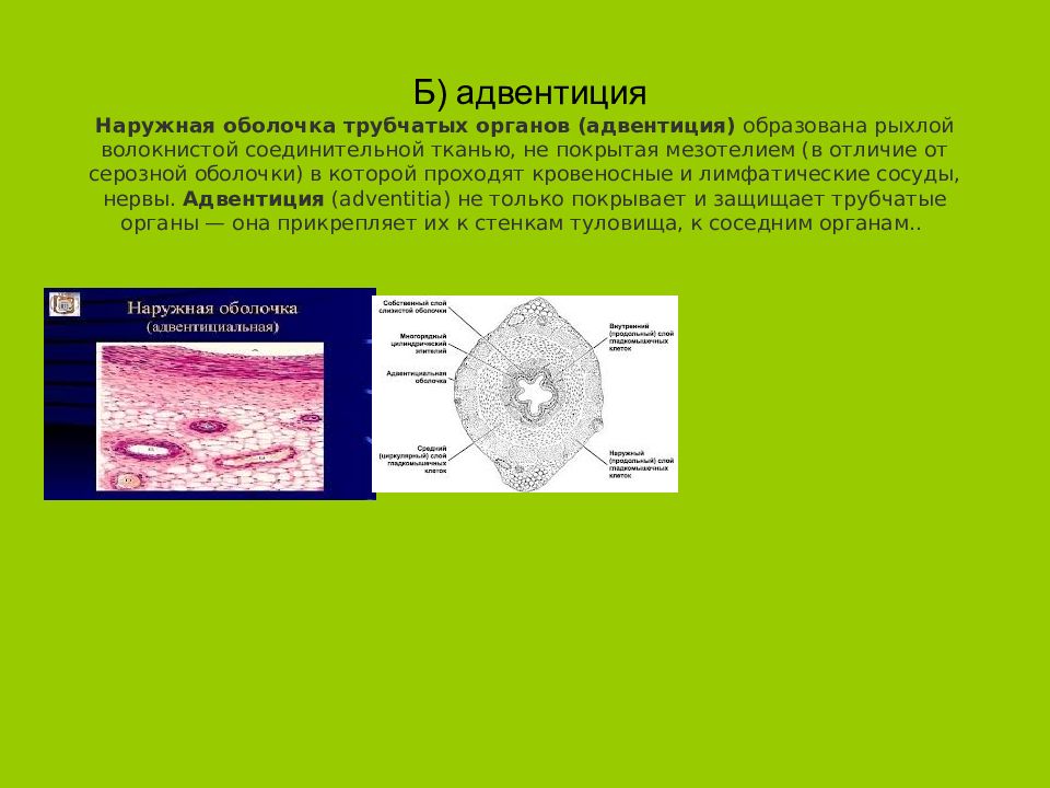 Адвентиция это. Адвентициальная оболочка строение. Адвентициальная оболочка гистология. Адвентация наружной оболочки. Рыхлая соединительная ткань адвентиция.