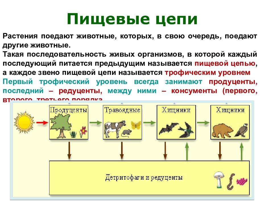 Биогеоценология. Последовательность живых организмов. Как растения называются в пищевой цепочке. Что называют пищевой цепью.